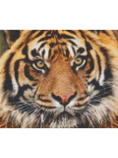   Pixel szett 6 normál alaplappal, színekkel, tigris (806141)
