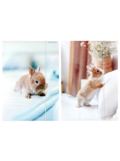 Nyuszis gumis mappa A/4, Starpak, kétféle (559727)